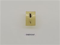 藏品(胸紋銹天牛)的圖片